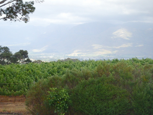 Marianne Wine Estate.